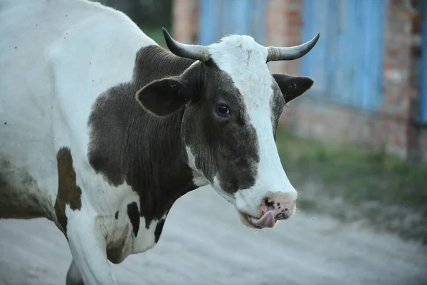 Vache Rentre Pâturage — Photo