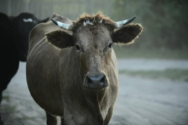 Nek Otlaktan Evine Döner — Stok fotoğraf