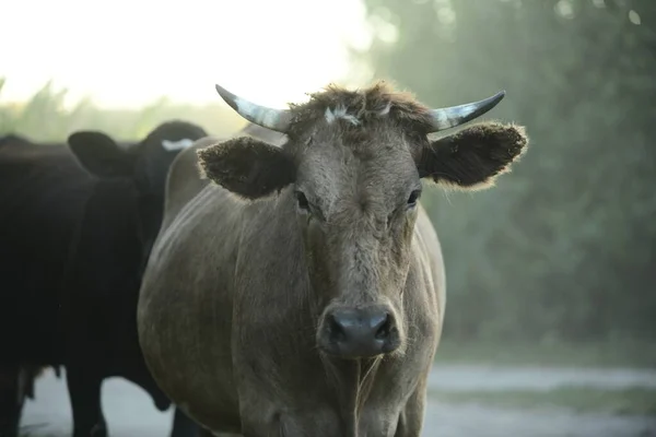 Nek Otlaktan Evine Döner — Stok fotoğraf