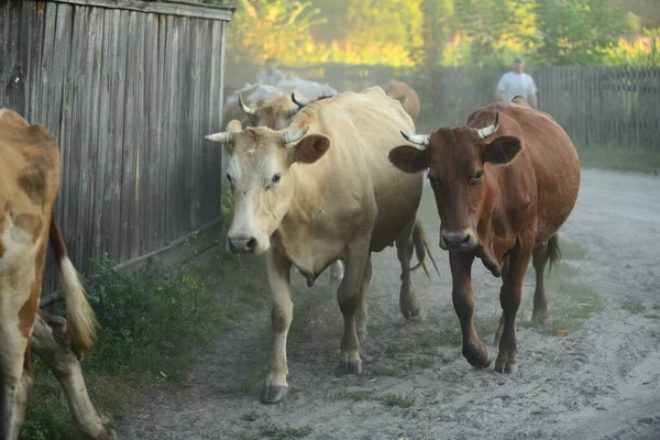 Les Vaches Rentrent Pâturage — Photo