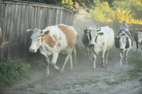 Krávy Vrací Domů Pastviny — Stock fotografie