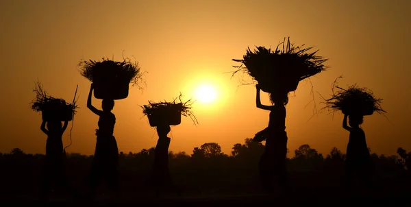 Silhouette des Menschen, der Getreide hält — Stockfoto