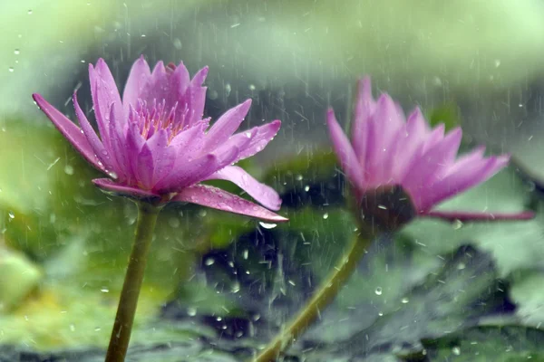 비가에 분홍색 연꽃 — 스톡 사진