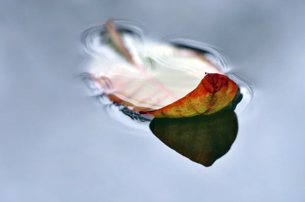 Fermer les feuilles sèches sur l'eau en automne — Photo