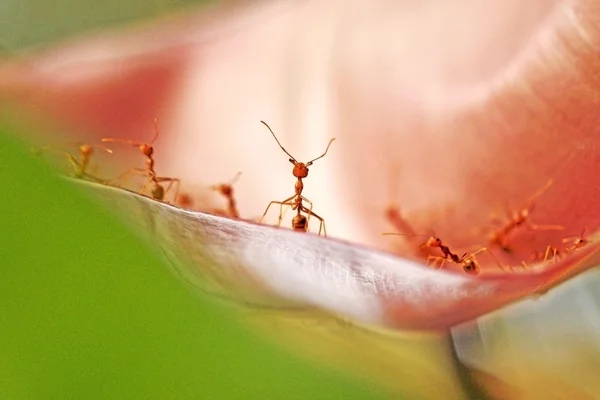 Nahaufnahme roter Ameisenstand auf rosa Blume Stockbild