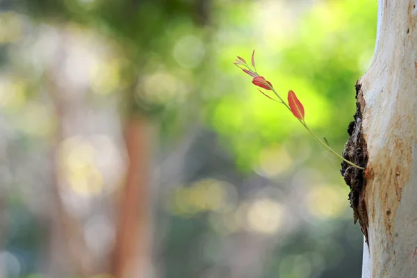 Neues junges Blatt auf der Natur lizenzfreie Stockbilder