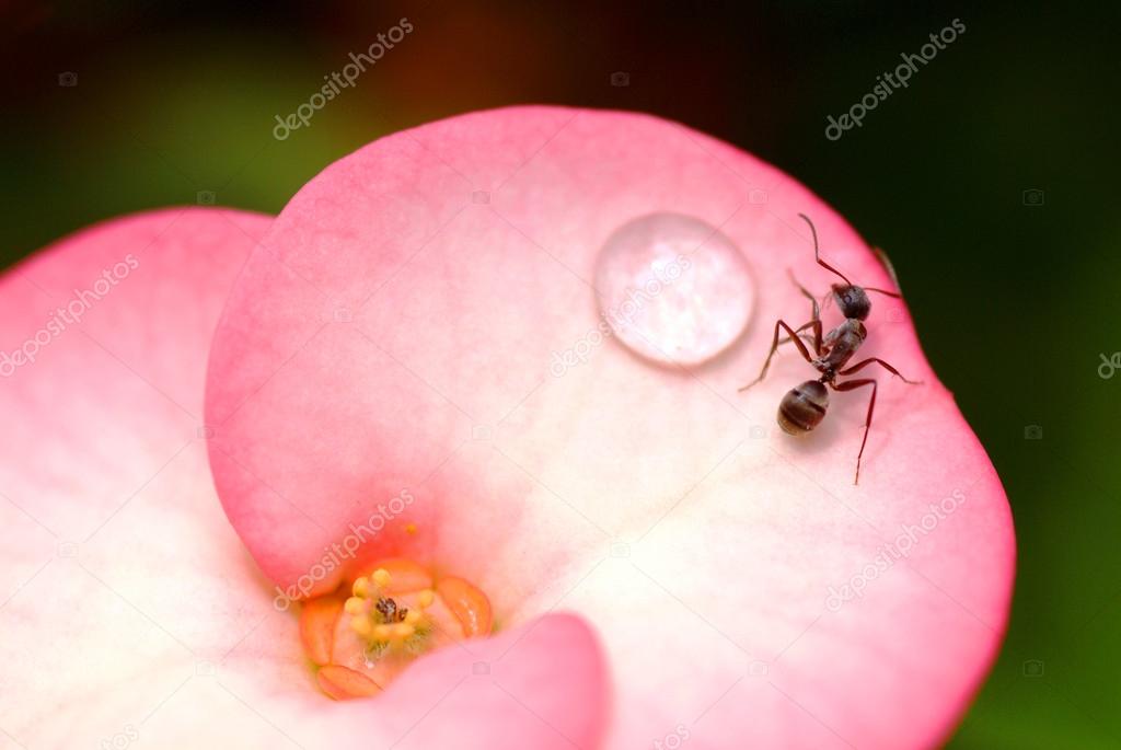 close up ant on pink flower
