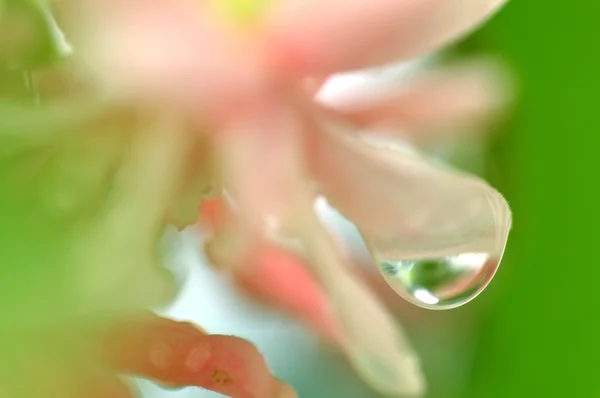 Close up water drop on flower and leaf — Stock Photo, Image