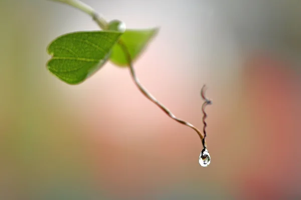 Chiuda la goccia d'acqua su fiore e foglia — Foto Stock