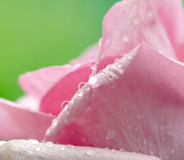 Wassertropfen auf Blume und Blatt schließen — Stockfoto