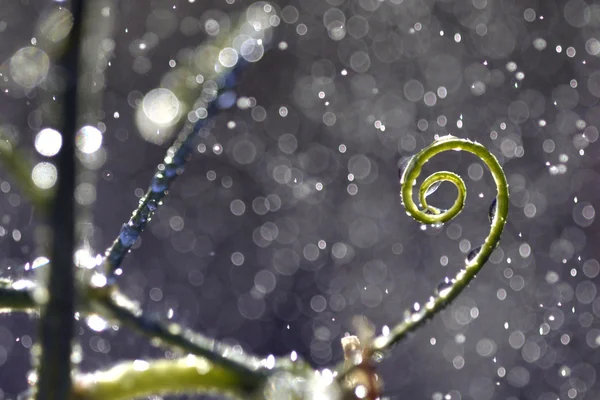 Fermer goutte d'eau sur la fleur et la feuille — Photo