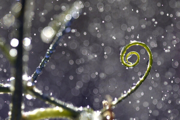 Close up water drop on flower and leaf