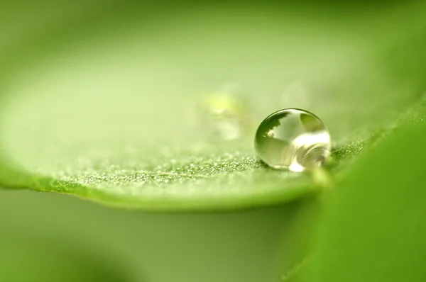 Wassertropfen auf Blume und Blatt schließen Stockfoto