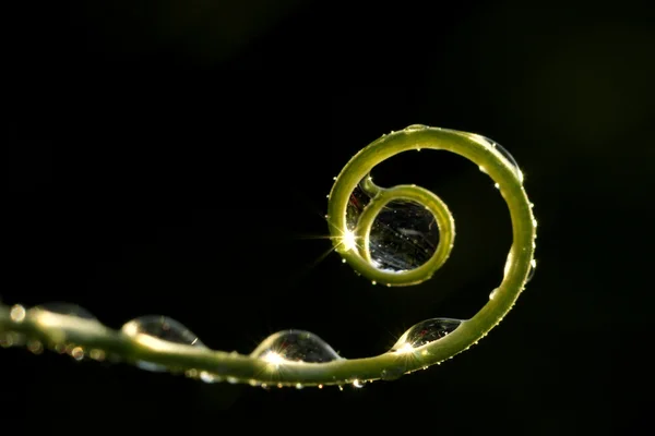 Wassertropfen auf Blume und Blatt schließen lizenzfreie Stockfotos