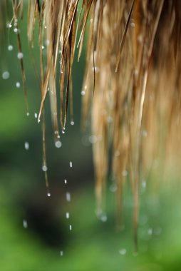 Çiçek ve yaprak üzerinde su damlası