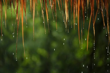 Çiçek ve yaprak üzerinde su damlası