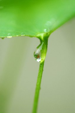 Çiçek ve yaprak üzerinde su damlası