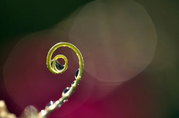 Wassertropfen auf Blume und Blatt — Stockfoto