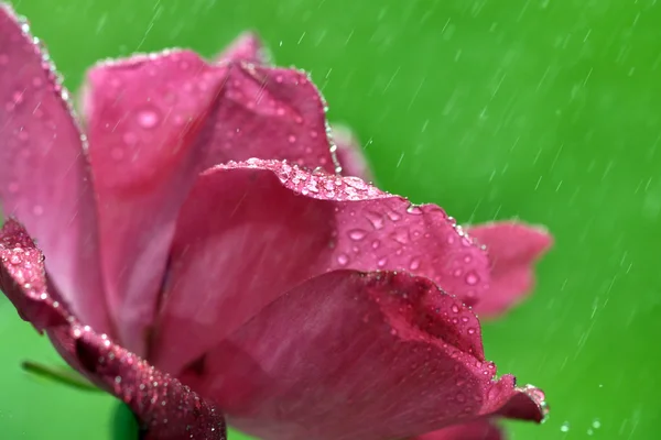 Water drop on flower and leaf — Stock Photo, Image