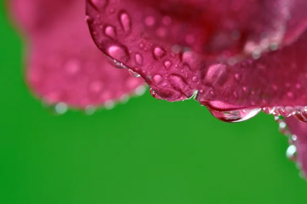 Goccia d'acqua su fiore e foglia — Foto Stock