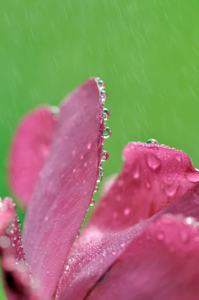 Gota de agua en flor y hoja — Foto de Stock