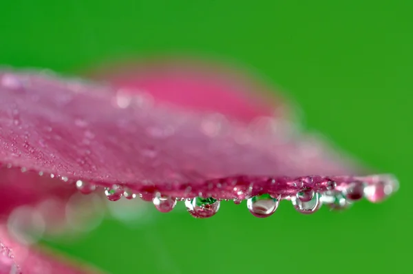 Goccia d'acqua su fiore e foglia — Foto Stock