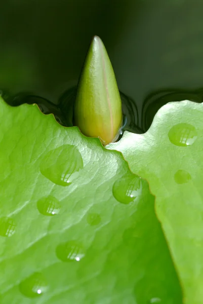 花朵和叶子上的水滴 — 图库照片