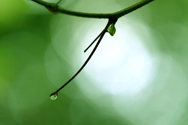 Gota de água na flor e na folha — Fotografia de Stock