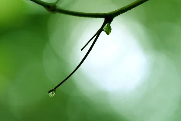 Goccia d'acqua su fiore e foglia — Foto Stock