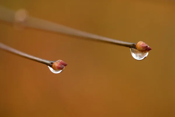 Wassertropfen auf Blume und Blatt — Stockfoto