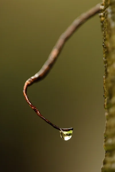 Goccia d'acqua su fiore e foglia — Foto Stock