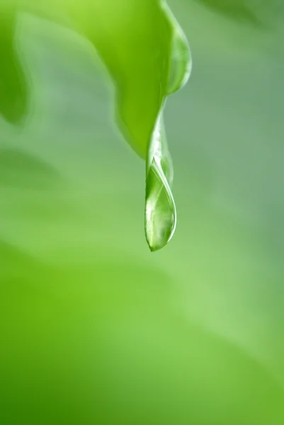 Wassertropfen auf Blume und Blatt — Stockfoto