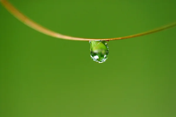 Goutte d'eau sur la fleur et la feuille — Photo