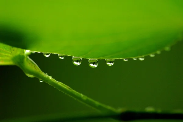 Gota de agua en flor y hoja —  Fotos de Stock