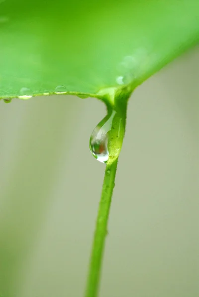 Goccia d'acqua su fiore e foglia — Foto Stock