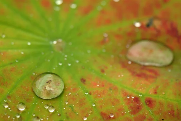Water drop on flower and leaf — Stock Photo, Image