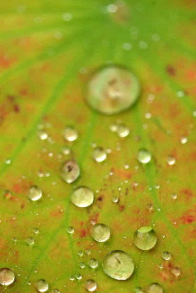 Goutte d'eau sur la fleur et la feuille — Photo