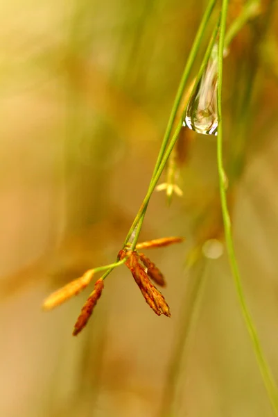 Goutte d'eau sur la fleur et la feuille — Photo