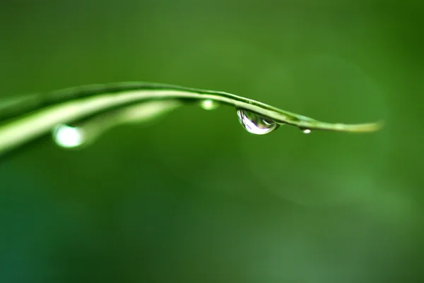 Air tetesan pada bunga dan daun — Stok Foto
