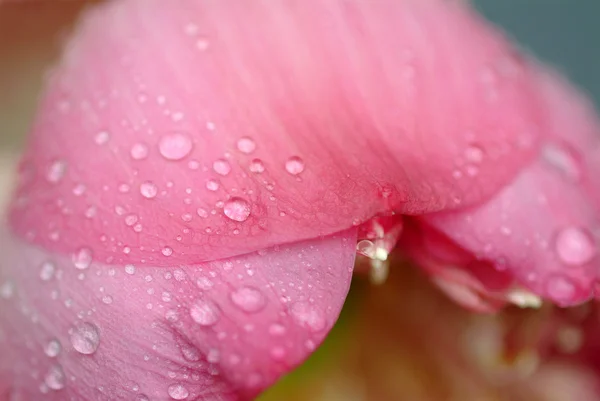 Vattendroppe på blomma och blad — Stockfoto