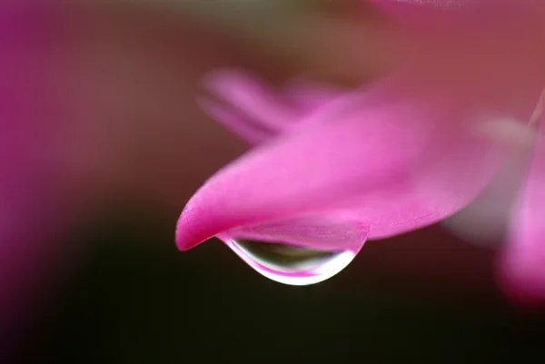 Вода падає на квітку і лист — стокове фото