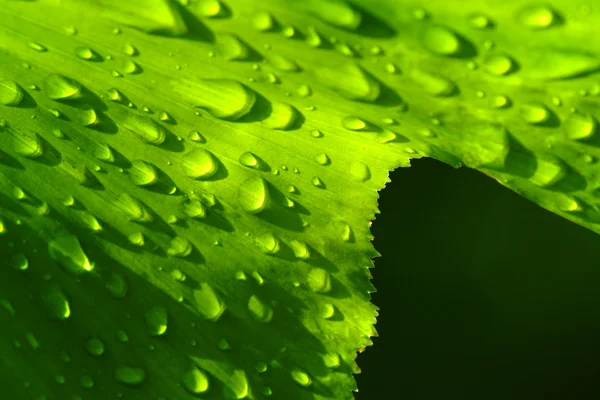 Wassertropfen auf Blume und Blatt — Stockfoto