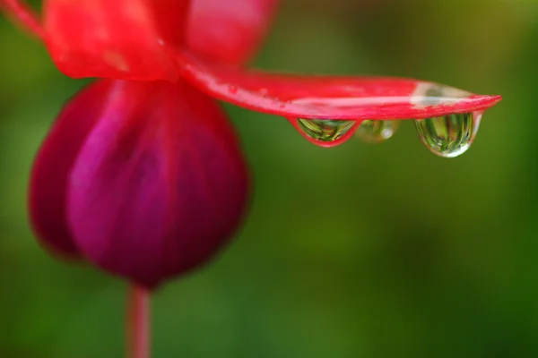 Wassertropfen auf Blume und Blatt — Stockfoto