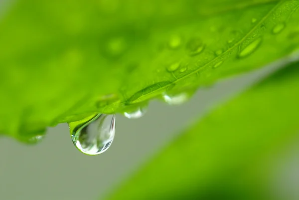 Wassertropfen auf Blume und Blatt Stockbild