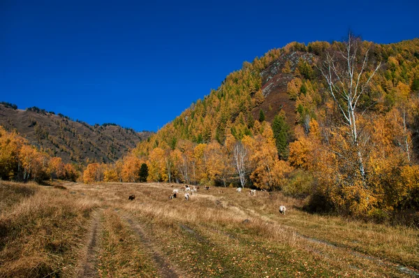 Dağlarda bir alanda otlayan inekler