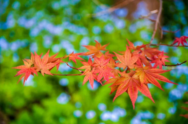 Japanische Ahornblätter auf grünem Hintergrund — Stockfoto