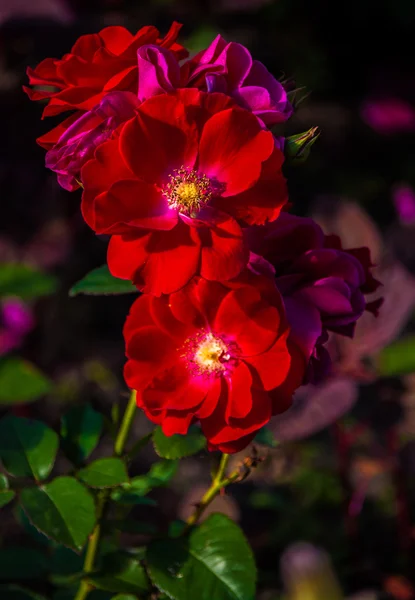 The branch of red roses in bloom on a dark background — Stock Photo, Image