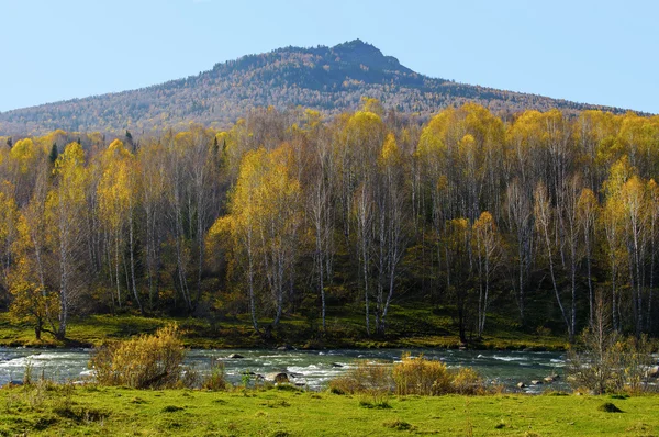 El río fluye al pie de la montaña, cubierto de bosque de abedules — Foto de Stock