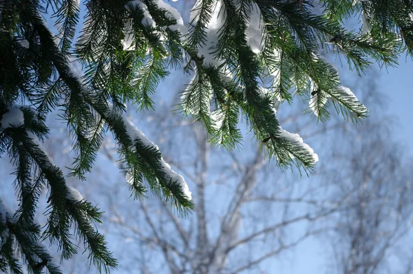 Kış mavi gökyüzünde bir arka plan üzerinde çam dalı