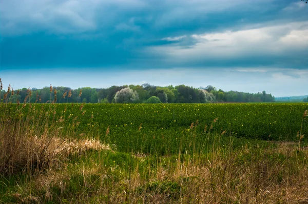 Koolzaad veld in bewolkt weer in de zomer — Stockfoto